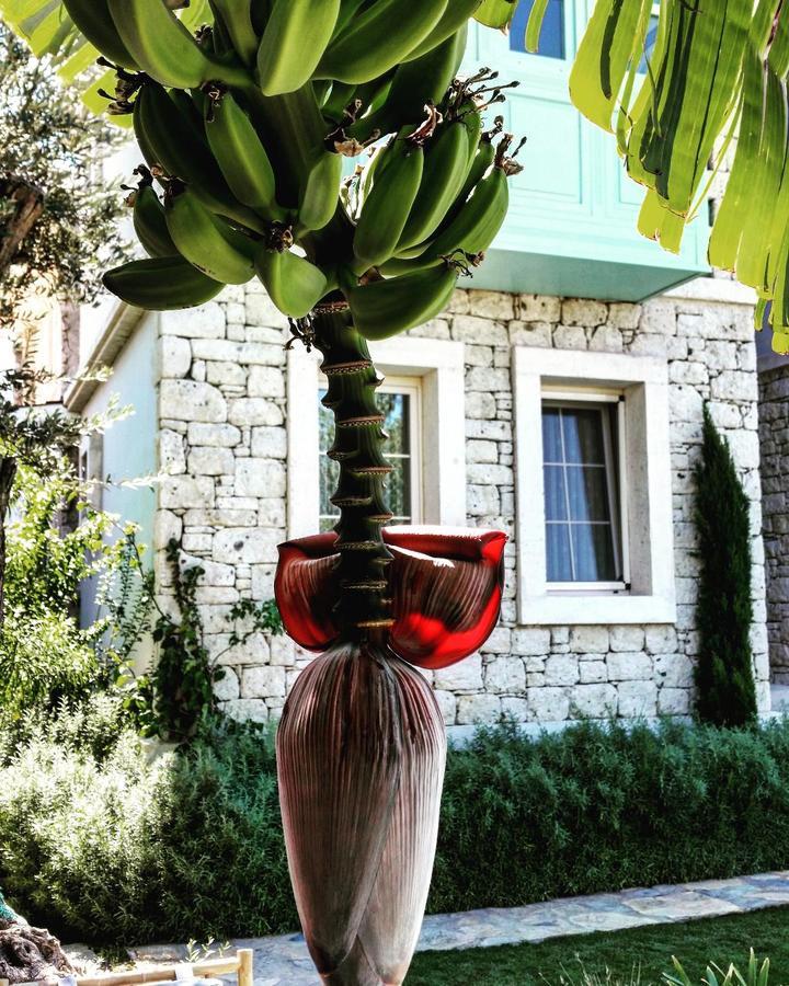 Cassiopeia Hotel Alaçatı Esterno foto
